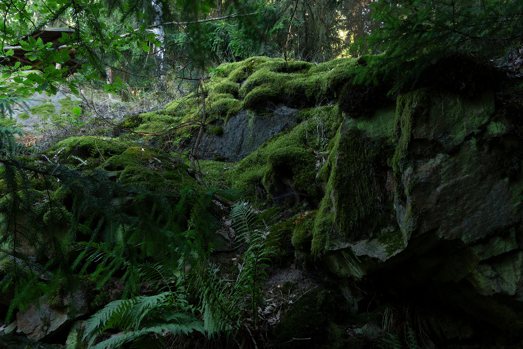 Photo of Mossy Rocks and Fern Plants